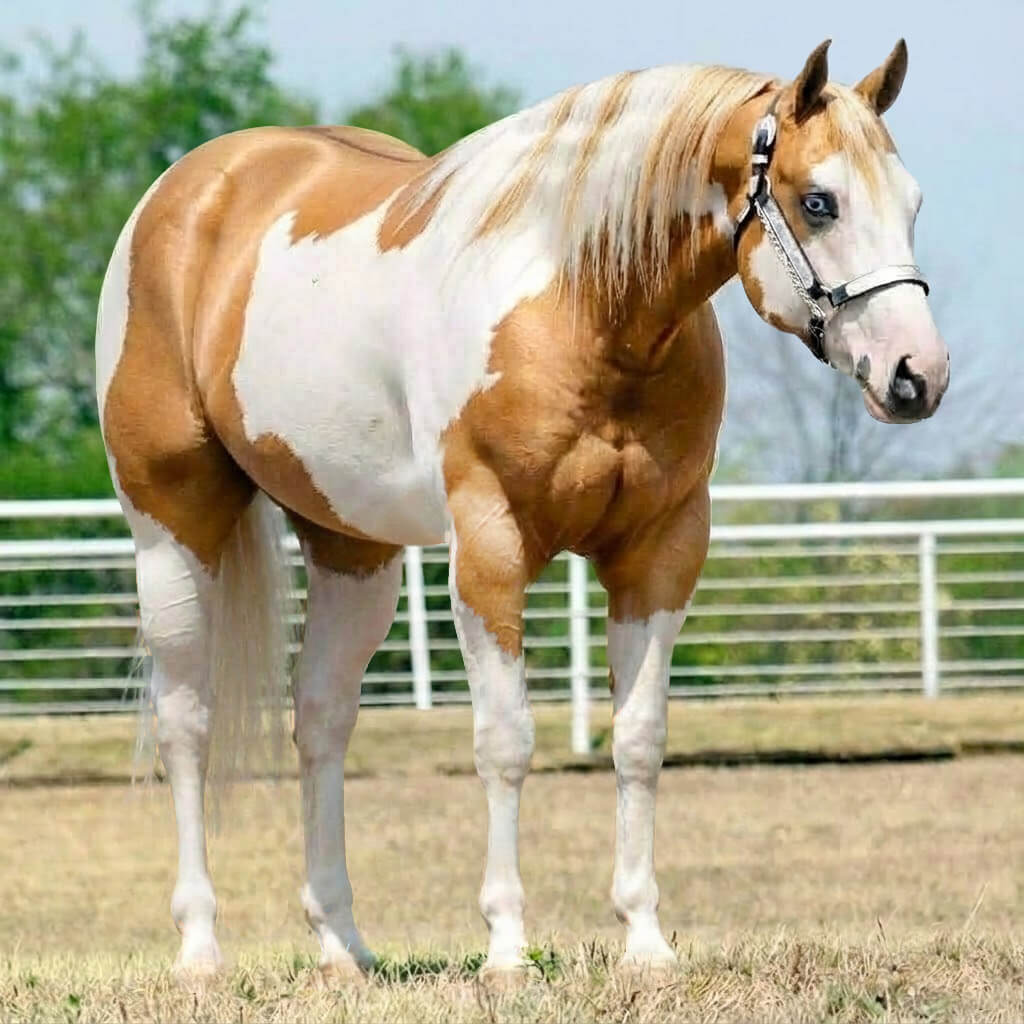 Paint Dun Palomino