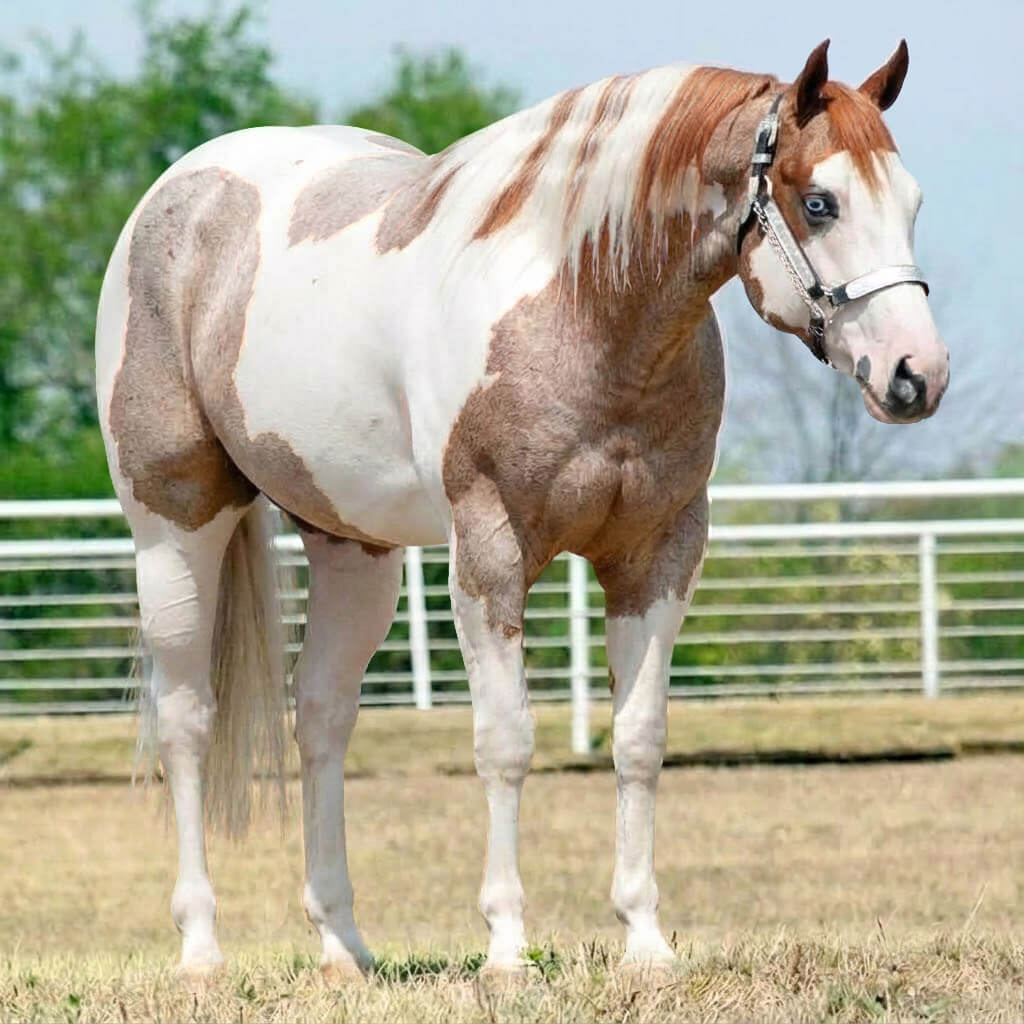 Paint Rosilho Alazão