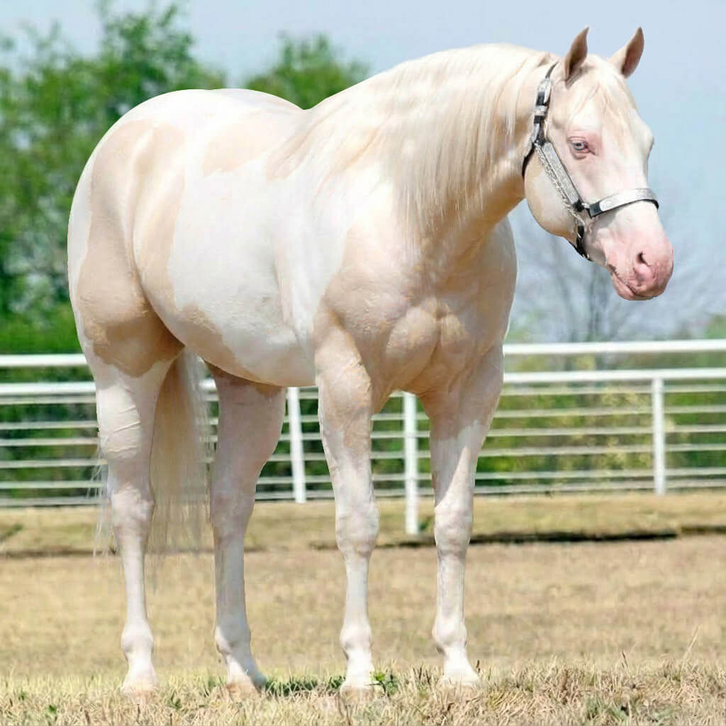 Paint Rosilho Cremelo