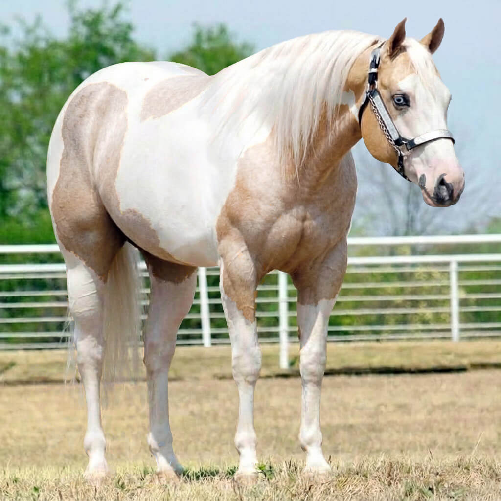 Paint Rosilho Palomino