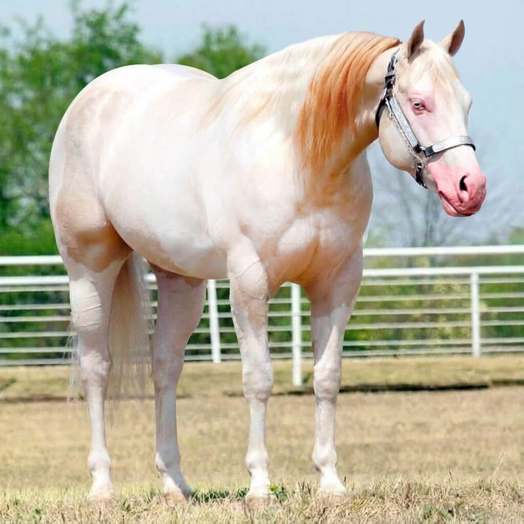 Paint Rosilho Perlino