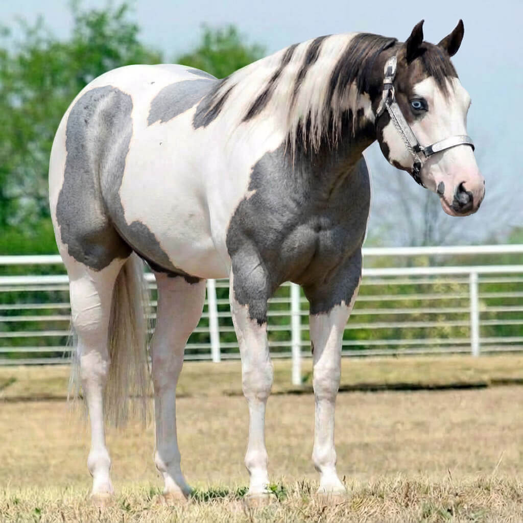 Paint Rosilho Smoky Black