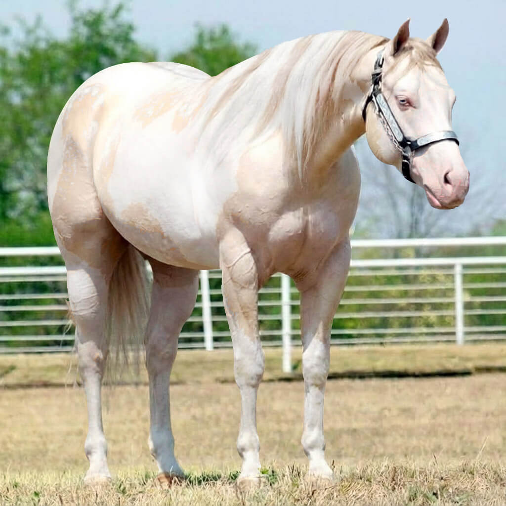 Paint Rosilho Smoky Cream