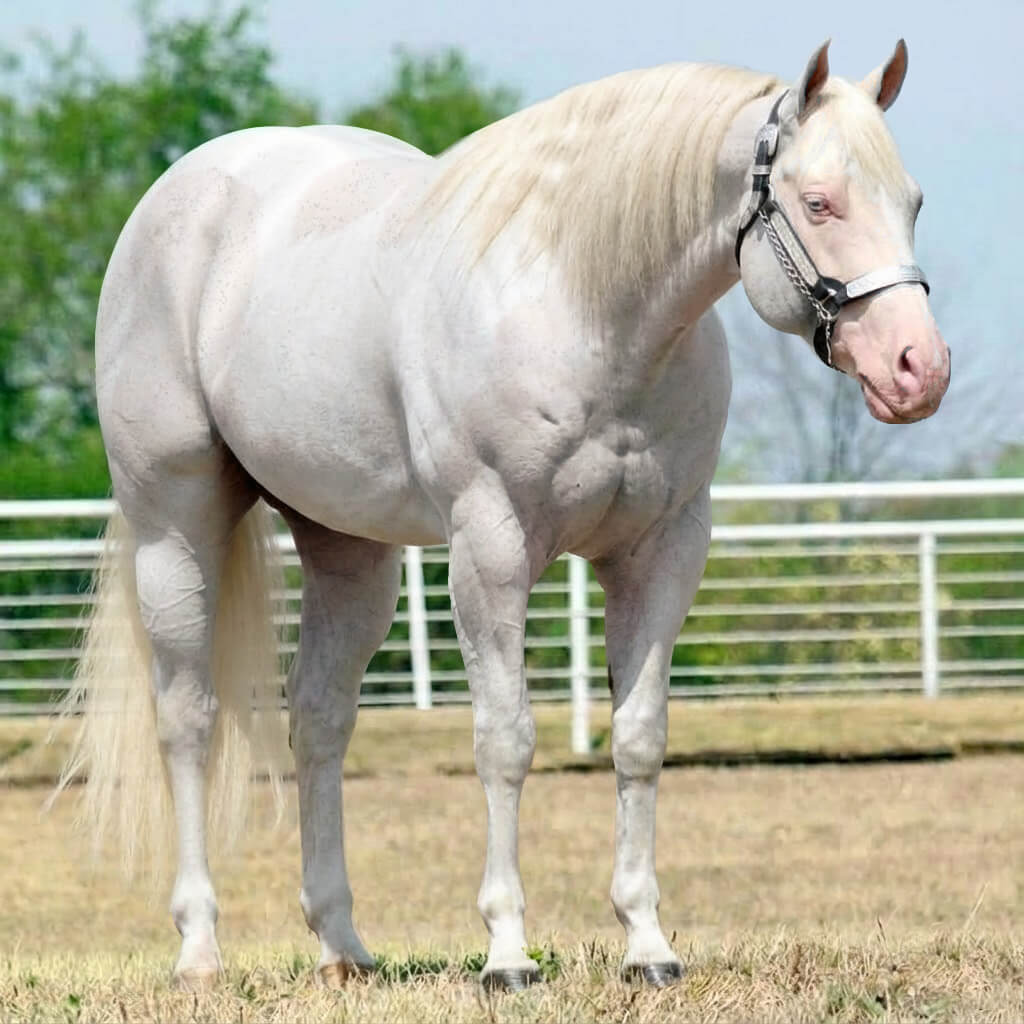 Paint Tordilho Cremelo