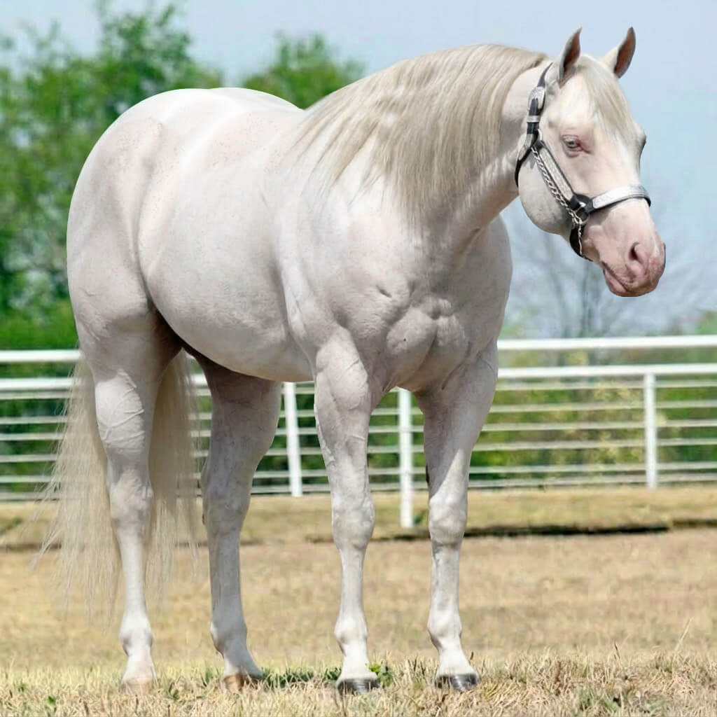 Paint Tordilho Smoky Cream