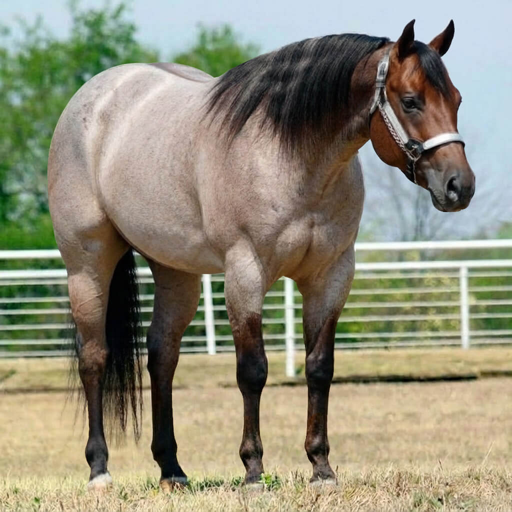 Rosilho Dun Castanho