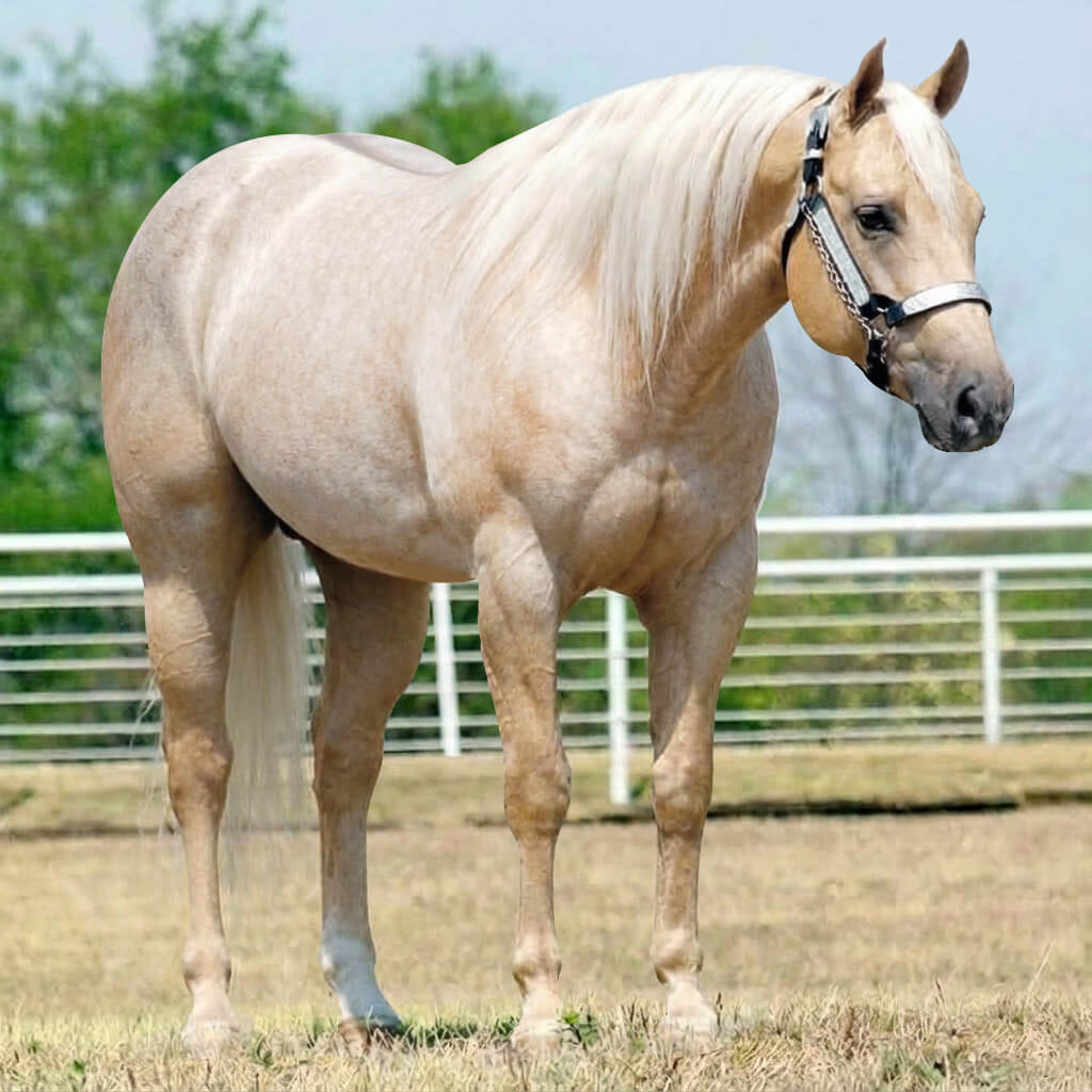 Rosilho Dun Palomino