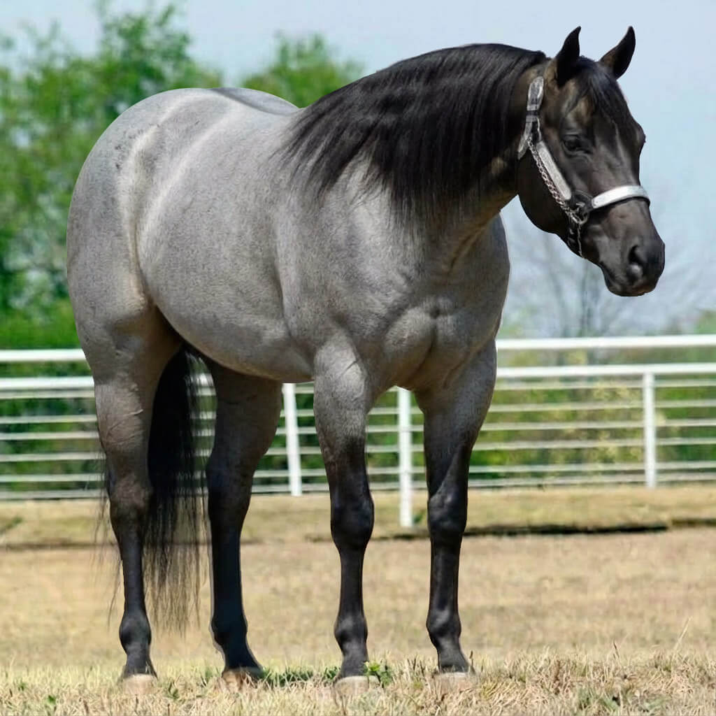 Rosilho Dun Smoky Black