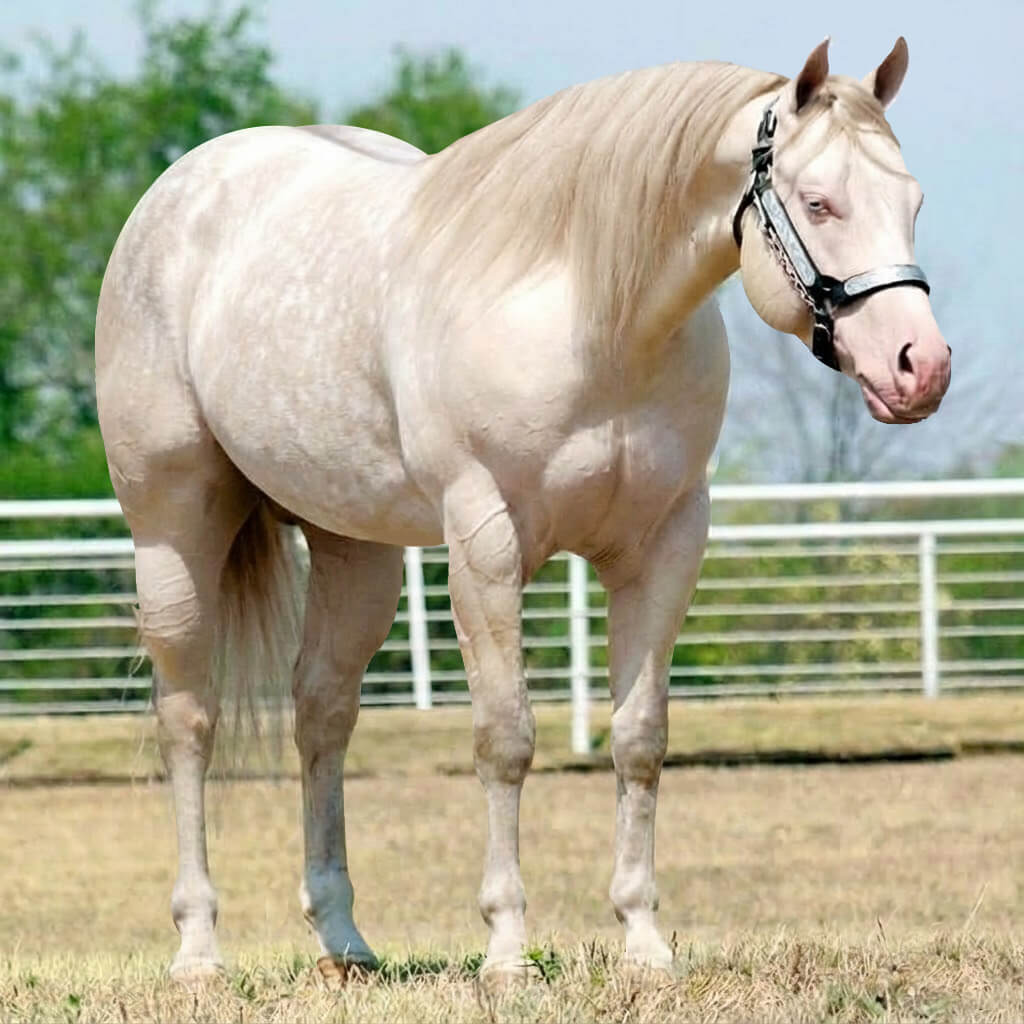 Rosilho Dun Smoky Cream