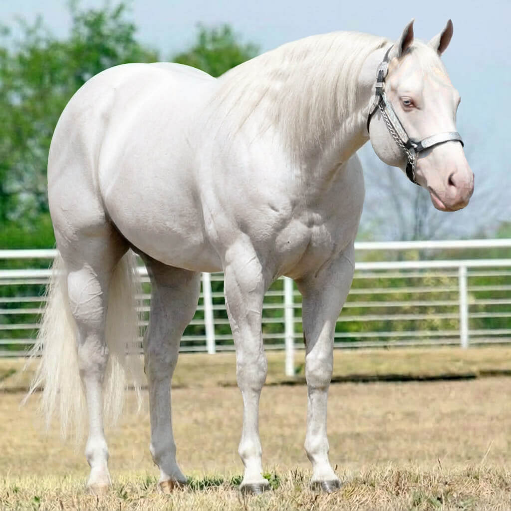 Rosilho Tordilho Cremelo