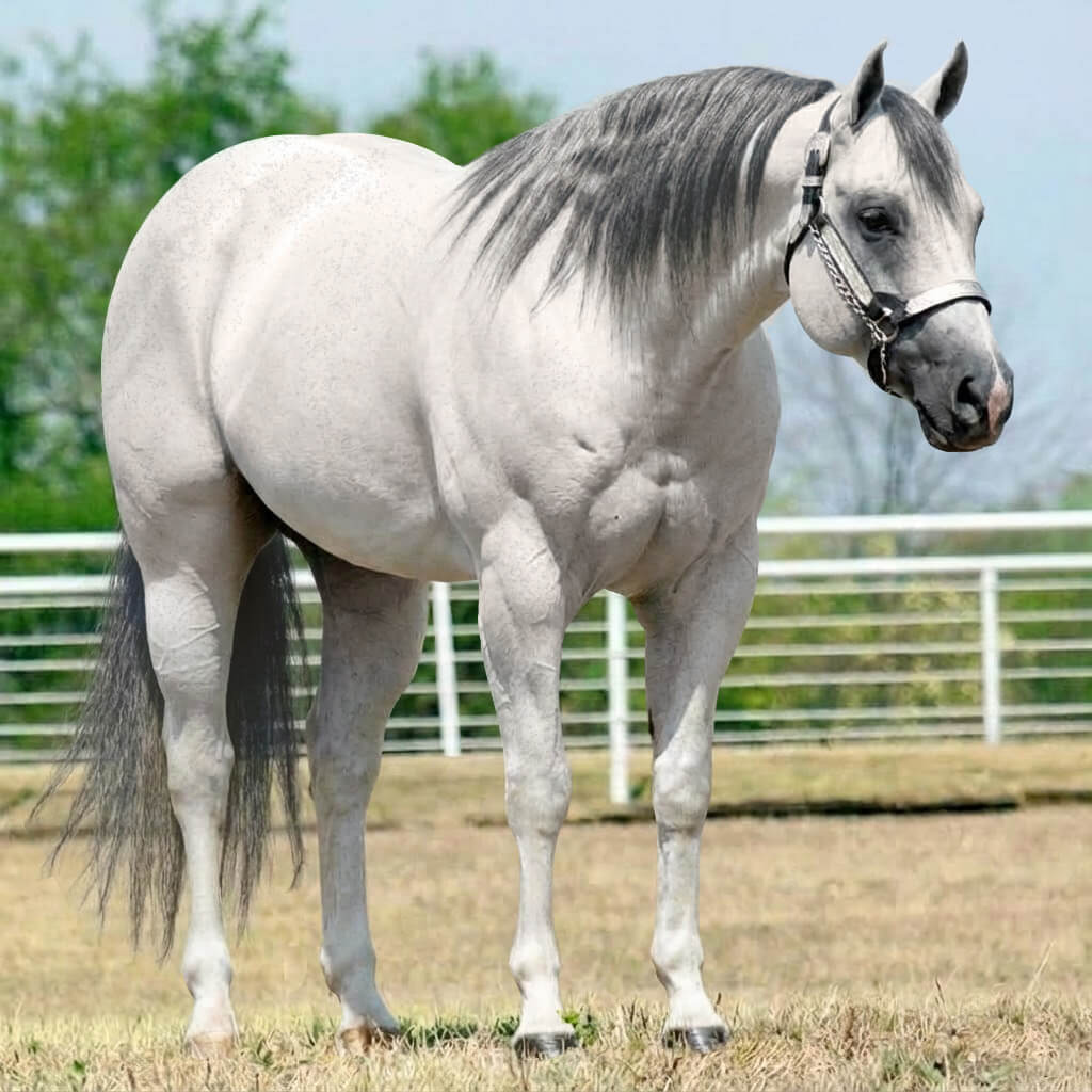 Rosilho Tordilho Smoky Black