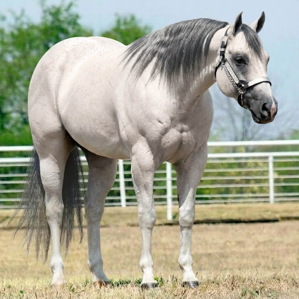 Rosilho Tordilho Zaino