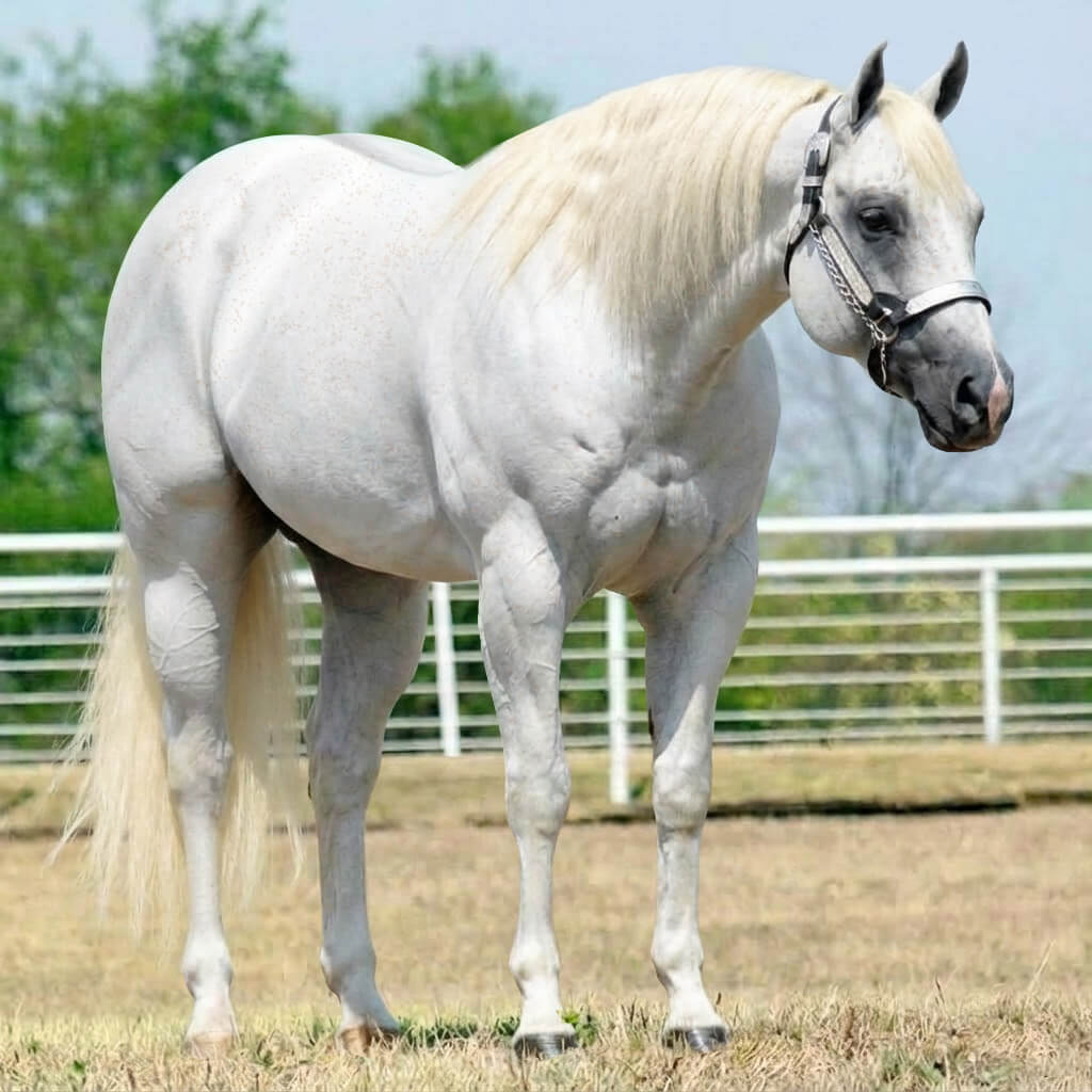 Tordilho Dun Palomino