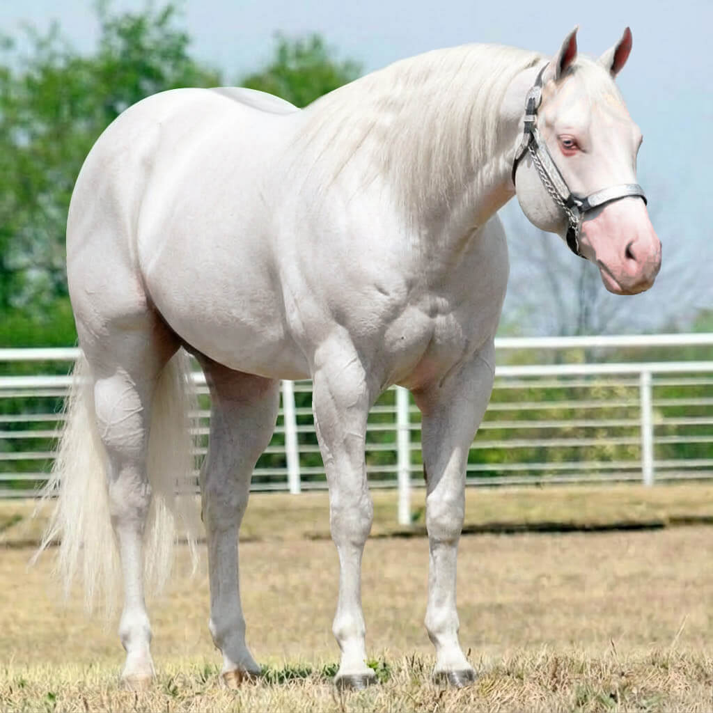 Tordilho Dun Perlino