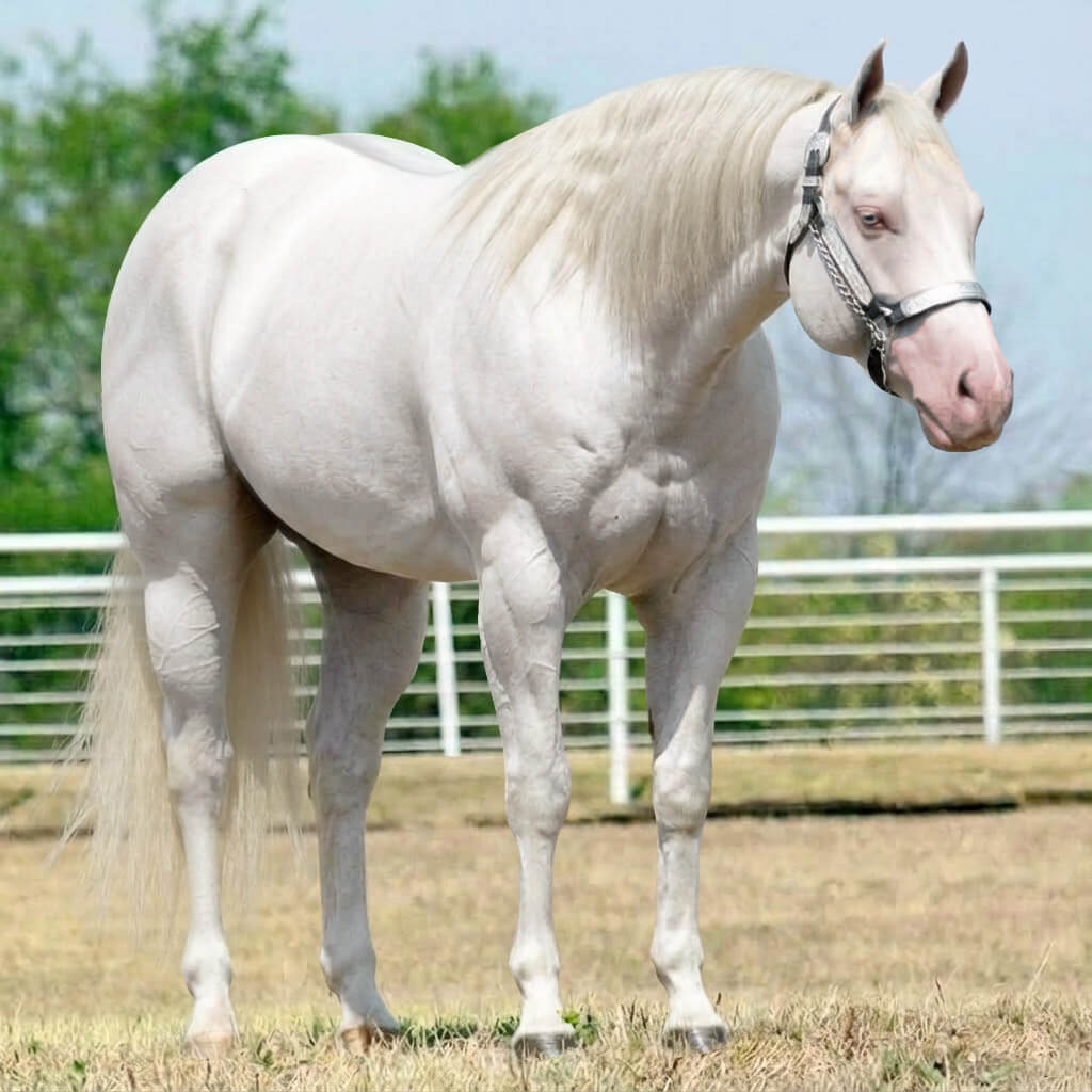 Tordilho Dun Smoky Cream